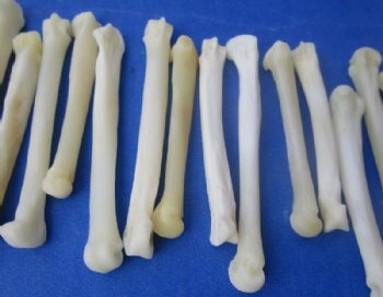Real Coyote Feet Bones, Paw Bones <font color=red> Wholesale</font> in Bulk for Bone Art and Crafts 1-1/4 to 2 inches - 125 @ .80 each