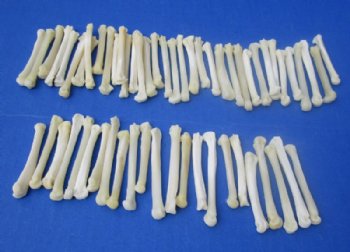 Real Coyote Feet Bones, Paw Bones <font color=red> Wholesale</font> in Bulk for Bone Art and Crafts 1-1/4 to 2 inches - 125 @ .80 each