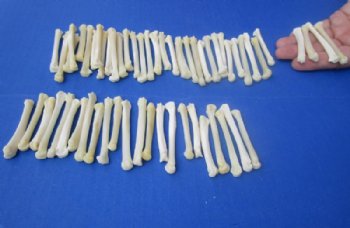 Real Coyote Feet Bones, Paw Bones <font color=red> Wholesale</font> in Bulk for Bone Art and Crafts 1-1/4 to 2 inches - 125 @ .80 each