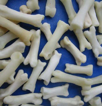 Authentic Tiny Coyote Toe Bones for Bone Jewelry and Art Under 1 inch - 25 @ .90 each