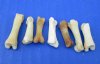 Under 1 inch Wholesale Coyote Toe Bones in Bulk for Bone Jewelry and Art - Case of 500 @ .22 each