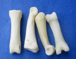 Authentic Tiny Coyote Toe Bones for Bone Jewelry and Art Under 1 inch - 25 @ .90 each