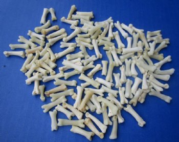 Authentic Tiny Coyote Toe Bones for Bone Jewelry and Art Under 1 inch - 25 @ .90 each