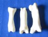 Under 1 inch <font color=red>Wholesale</font> Coyote Toe Bones in Bulk for Bone Jewelry and Art - Case of 500 @ .25 each