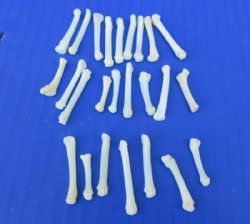 Authentic Raccoon Foot, Paw Bones for Crafts <font color=red> Wholesale</font> - 200 @ .45 each