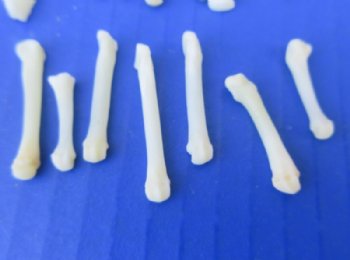 Authentic Raccoon Foot, Paw Bones for Crafts <font color=red> Wholesale</font> - 200 @ .45 each