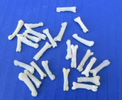 Raccoon Toe Bones 1/2 inch <font color=red> Wholesale</font> (Off White) - 300 @ .30 each