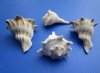 5 inches Wholesale Left-Handed Whelk Shells, Lightning Whelks in Bulk - Case of 40 @ $2.45 each