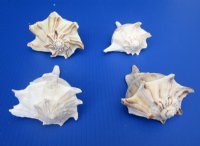Bulk Left-Handed Whelk Shells, Lightning Whelks <font color=red> Wholesale</font>, 5 inches - 36 @ $2.90 each