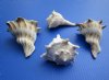 5 inches Left-Handed Whelk Shells, Lightning Whelks for Sale - Pack of 2 @ $4.90 each; Pack of 12 @ $4.40 each; Pack of 24 @ $3.33 each; 