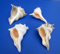 Bulk Left-Handed Whelk Shells, Lightning Whelks <font color=red> Wholesale</font>, 5 inches - 36 @ $2.90 each