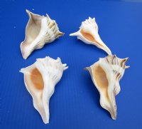 Left-Handed Whelk Shells, Lightning Whelks, 5 inches - 6 @ $4.64 each