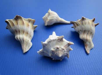 Left-Handed Whelk Shells, Lightning Whelks, 5 inches - 6 @ $4.64 each