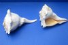 6 to 7 inches Left-Handed Whelk Shells, Lightning Whelk Shells for Sale, State Shell of Texas - Pack of 1 @ $8.50 each; Pack of 6 @ $7.65 each; Pack of 12 @ $6.80 each; 