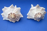 6 to 7 inches Left-Handed Whelk Shells, Lightning Whelk Shells for Sale, State Shell of Texas - Pack of 1 @ $8.50 each; Pack of 6 @ $7.65 each; Pack of 12 @ $6.80 each; 