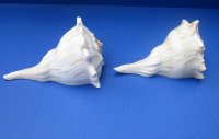 6 to 7 inches Left-Handed Whelk Shells <font color=red> Wholesale</font>, Lightning Whelks - Case of 23 @ $4.25 each