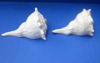 6 to 7 inches Left-Handed Whelk Shells, Lightning Whelk Shells for Sale, State Shell of Texas - Pack of 1 @ $8.50 each; Pack of 6 @ $7.65 each; Pack of 12 @ $6.80 each; 