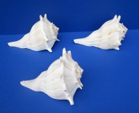 7 inches Lightning Whelks Shells, Left-Handed Whelks<font color=red> Wholesale</font> - 15 @ $6.30 each