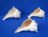7 inches Lightning Whelks Shells, Left-Handed Whelks<font color=red> Wholesale</font> - 17 @ $5.75 each