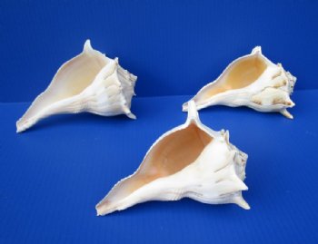 7 inches Lightning Whelks Shells, Left-Handed Whelks<font color=red> Wholesale</font> - 15 @ $6.30 each