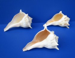 7 inches Lightning Whelks Shells, Left-Handed Whelks<font color=red> Wholesale</font> - 15 @ $6.30 each