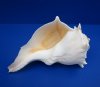7-3/4 to 8-3/4 inches Left Handed Whelk Shells for Sale, Lightning Shells, State Seashell of Texas - Pack of 1 @ $16.99 each; Pack of 6 @ $13.60 each; 