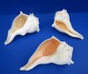 7-3/4 to 8-3/4 inches Large Left Handed Whelk Shells, Lightning Whelk Shells <font color=red> Wholesale</font> - Case of 12 @ $8.50 each