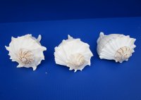 7-3/4 to 8-3/4 inches Left Handed Whelk Shells for Sale, Lightning Shells, State Seashell of Texas - Pack of 1 @ $16.99 each; Pack of 6 @ $13.60 each; 