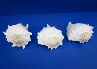 9 inches Left Handed Whelk Shells, Lightning Shells, State <font color=red> Wholesale</font> - 8 @ $12.80 each