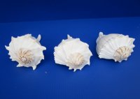  Large Left Handed Whelk Shells, Lightning Whelk Shells <font color=red> Wholesale</font> 7-3/4 to 8-3/4 inches  - 10 @ $9.65 each