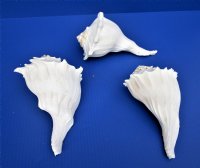 9 inches Left Handed Whelk Shells, Lightning Shells, State <font color=red> Wholesale</font> - 8 @ $12.80 each