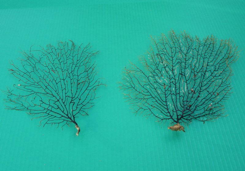 5 to 63/4 inches Sun Dried Black Sea Fan Coral for Sale 7.35 each