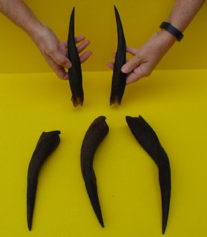 Bushbuck Horns - Imbabala Horns