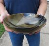 10 inches <font color=red> Wholesale</font> Large Round Polished Buffalo Horn Serving Bowls - Case of 4 @ $26.00 each; Case of 6 @ $23.00 each