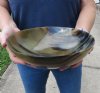 10 inches Large Round Horn Serving Bowls <font color=red> Wholesale</font> -  4 @ $26.00 each; 6 @ $23.00 each