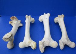 Wholesale Water Buffalo Femur Bones from Upper Back Legs 12 to 16 inches - 8 @ 12.60 each