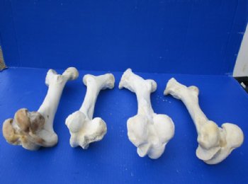 Water Buffalo Femur Bones from Upper Back Legs 12 to 16 inches <font color=red> Wholesale</font>, - 10 @ $9.00 each  <font color=red> Sale</font>