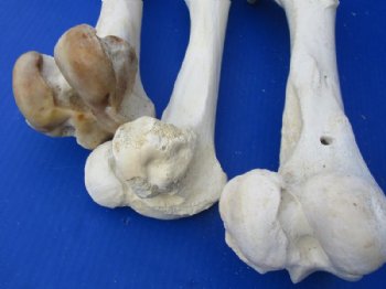 Water Buffalo Femur Leg Bone for Sale 12 to 16 inches for $20.99