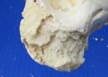 Water Buffalo Femur Leg Bone for Sale 12 to 16 inches for $20.99