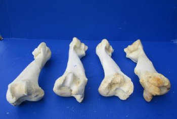 Water Buffalo Humerus Bone from Front Leg 11 to 13 inches for $15.99