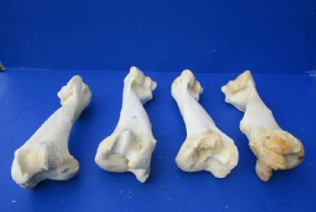Water Buffalo Humerus Bones from Upper Front Legs 11 to 13 inches <font color=red> Wholesale</font>, - 10 @ $9.00 each  <font color=red> Sale</font>