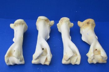 Water Buffalo Humerus Bones from Upper Front Legs 11 to 13 inches <font color=red> Wholesale</font>, - 10 @ $9.00 each  <font color=red> Sale</font>