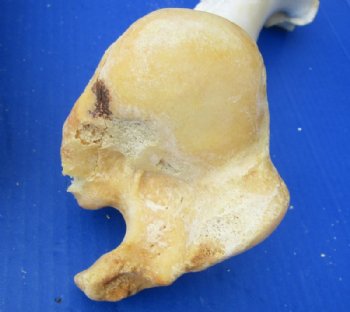 Water Buffalo Humerus Bone from Front Leg 11 to 13 inches for $15.99