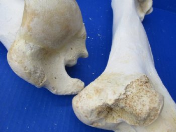 Water Buffalo Humerus Bones from Upper Front Legs 11 to 13 inches <font color=red> Wholesale</font>, - 10 @ $9.00 each  <font color=red> Sale</font>