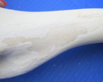 Water Buffalo Humerus Bone from Front Leg 11 to 13 inches for $15.99