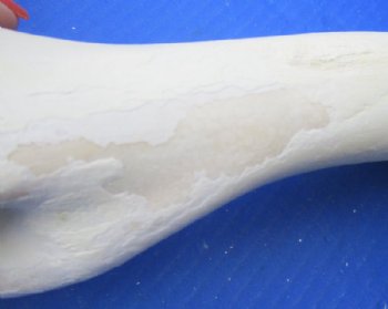 Water Buffalo Humerus Bones from Upper Front Legs 11 to 13 inches <font color=red> Wholesale</font>, - 10 @ $9.00 each  <font color=red> Sale</font>