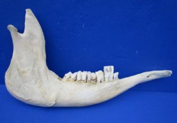 Water Buffalo Lower Jaw Bone Halves 16 to 18 inches - $15.99 each; 2 @ $14.40 each