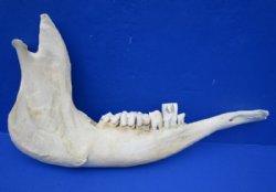 Water Buffalo Lower Jaw Bone Halves 16 to 18 inches - $15.99 each; 2 @ $14.40 each