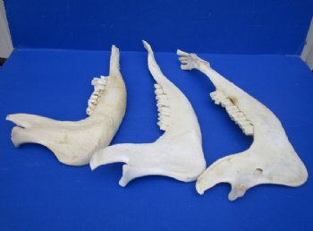 Water Buffalo Lower Jaw Bone Halves <font color=red> Wholesale</font> 16 to 18 inches -10 @ $9 each
