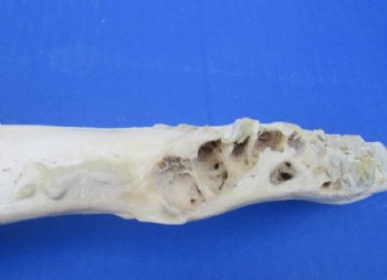 Water Buffalo Lower Jaw Bone Halves <font color=red> Wholesale</font> 16 to 18 inches -10 @ $9 each